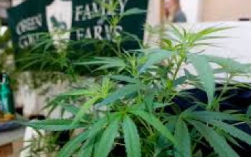 Two of the Best Medical Marijuana Stocks After Many States Legalize Weed in the U.S.，美国多个州合法化医用大麻，精心推荐两支优质医用大麻股