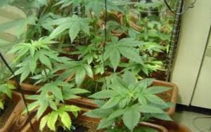 Opportunity Knocks for Hemp Company,同样是工业麻企业,为什么它独树一帜?