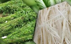 Cannabis Legalization Continues to Influence Consumer Spending，汉麻消费合法，行业迎来新机遇