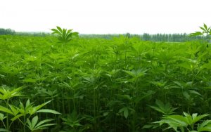 Cannabis as Food? The Biggest Market of All,汉麻食品风靡,成当今最热门市场之一