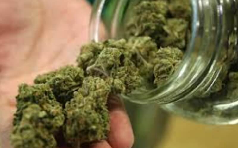 Major Canadian insurance company adds medical marijuana coverage，公众日益接受大麻，加拿大最大保险公司增加医用大麻保险