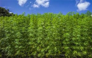 Medical and Recreational Cannabis Sales are on the Rise，美加两国医用大麻和娱乐休闲用大麻销量持续上升，千古投资良机来了