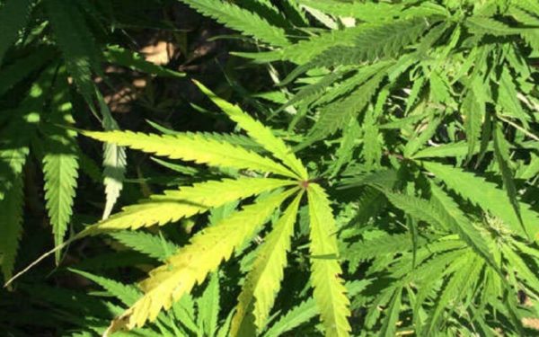 Pot Pharm: Booming Canada weed sector plots next-wave medicines，加拿大大麻行业火热，推动新一波大麻医药浪潮