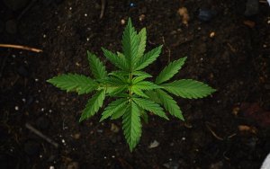 北美投资风口，合法化大麻产业正当时 - NAI500 - 北美投資風口，合法化大麻產業正當時