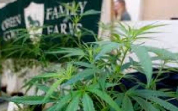 Global Legal Cannabis Market Projected to Increase in Value，大麻合法化地区扩大，北美欧洲等地将成焦点