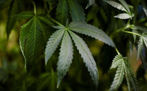 Marijuana grower Green Organic raises $100M in IPO: Report, 加拿大大麻种植商Green Organic首次公開募股并筹资$1亿