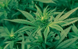 Luminor Medical (RISE Life Science) Targets Burgeoning California Cannabis Industry，美国大麻产业预计到2026年将达到500亿美元规模，RISE Life Science瞄准机遇