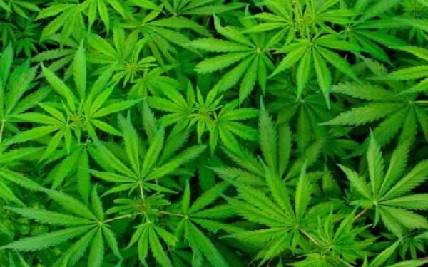 Canadian firm acquires three California marijuana companies，加拿大CannaRoyalty Corp.一举拿下三家加州大麻公司