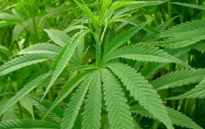 Hemp State Highlight: Kentucky invests in hemp but wonders if peak has passed，肯塔基州工业麻产业位居全美第二位，或将出现转折点