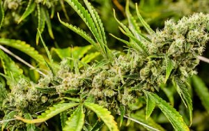 Aurora Cannabis Exports Dried Cannabis Flower and Oils to Australia for Novel Nose-to-Brain Drug Delivery Research by PreveCeutical, 加拿大Aurora Cannabis向澳大利亚出口干大麻花和大麻油，用于新药研究并造福患者
