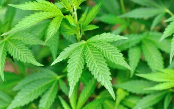 Fourth Canadian pharmacy chain Pharmasave plans medical marijuana sales，加拿大第四家连锁药店计划销售医用大麻