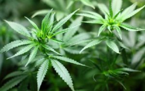 Australia ‘takes machete’ to red tape to boost medical marijuana access，澳大利亚拟推新规简化医用大麻审批，加拿大大麻企业受益