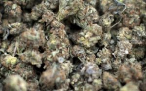 U.S. pot producer Cannex joins marijuana rush to list in Toronto，美国大麻生产商Cannex赴加拿大上市
