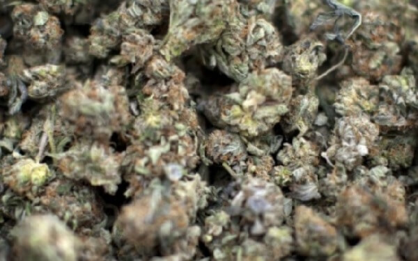 U.S. pot producer Cannex joins marijuana rush to list in Toronto，美国大麻生产商Cannex赴加拿大上市