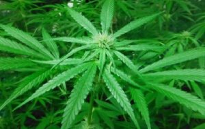 US marijuana retail chain MedMen to partner with Canadian producer Cronos，美国大麻零售连锁店运营商MedMen与加拿大制造商Cronos拟成立合资企业