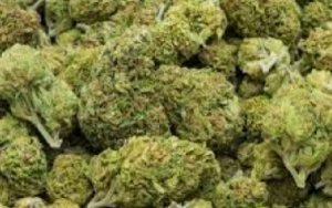 Marijuana May Aid in Alcohol and Drug Addiction Recovery，长见识！大麻有助于戒酒和戒毒