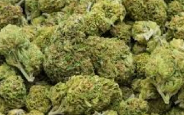 Marijuana May Aid in Alcohol and Drug Addiction Recovery，长见识！大麻有助于戒酒和戒毒