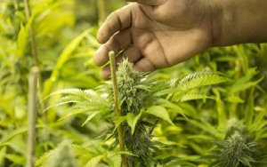 The Trump administration has found a new way to crack down on legal weed，特朗普政府悄然制定有关大麻产业的贷款新规