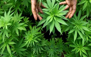 Nova Scotians Smoke the Most Weed in Canada，加拿大什么地方的人最爱大麻，看完这个就明白了