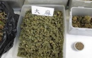 Trump Vows to Back Law to Protect Marijuana Industry，大麻产业添喜讯，特朗普承诺保护大麻合法化的州内的大麻产业