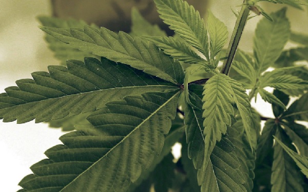 Firm sees a future in marijuana tablets，加拿大Canntab Therapeutics打造大麻片剂，带来财富增长机遇