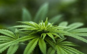 Cannabis Sales Projected to Rise on Strong Demand for Both Medical and Recreational Products，医疗及娱乐大麻需求强劲，大麻年销售额将达280亿美元