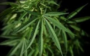 Canadian cannabis deals boost boutique investment banks in 1st quarter，加拿大第一季度大麻交易见长，提升投资银行排名