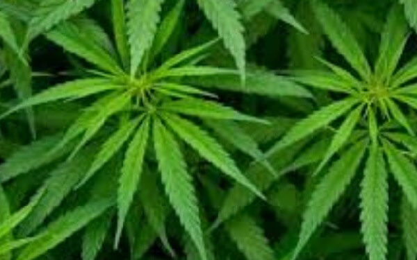 Nova Scotia unveils recreational marijuana legislation，加拿大新斯科舍省休闲大麻合法化