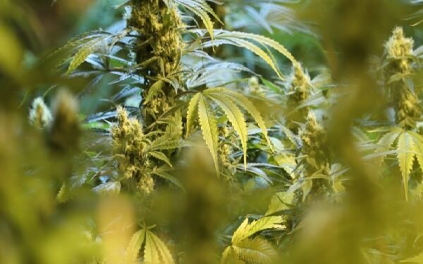 Two California marijuana firms close Series A funding rounds totaling $11M，加利福尼亚两家大麻企业共获约1100万美元融资