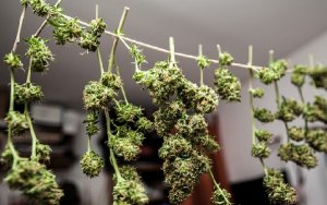 Aurora Cannabis Completes Acquisition of CanniMed，加拿大大麻企业Aurora Cannabis收购CanniMed