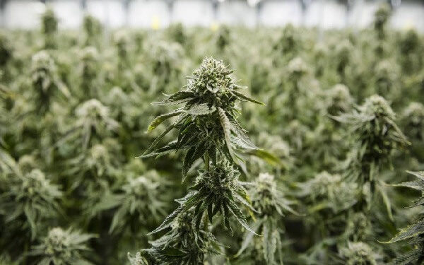 MYM Purchases Additional 23% of Laval, Quebec Production Facility, Retains Cannabis Compliance Inc. as Consultant on File，加拿大MYM Nutraceuticals收购魁北克拉瓦尔大麻厂23%的股权