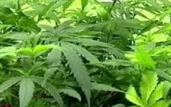 Nevada opens up 84 potential recreational marijuana licenses to limited field，内华达州向符合条件的企业签发84项休闲大麻许可证