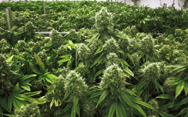 New York plans to allow medical cannabis as opioid substitute，美国纽约州计划出台法规，允许医疗大麻作为阿片类药物的替代药物