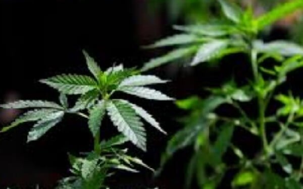 Canada sets October start for legal recreational marijuana sales，加拿大总理：10月17日大麻正式合法化