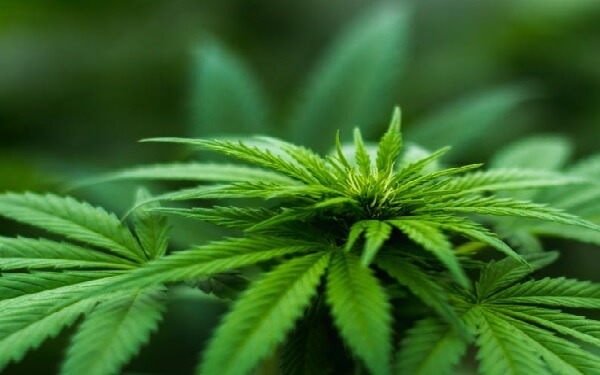 Britain moves closer to legalizing medicinal use of cannabis，英国政府考虑放宽大麻药物使用政策