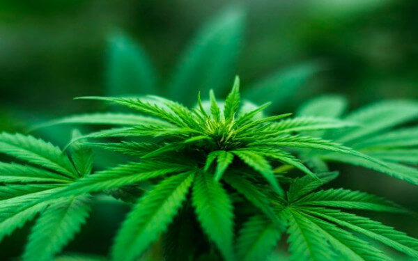 Marijuana stocks up after Ontario announces cannabis supply agreements，安省大麻店OCS宣布与26家许可生产商达成供应协议，大麻股价轻微上涨