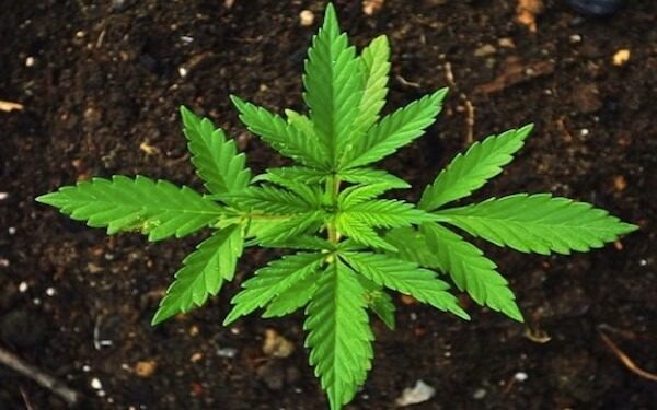 Canada’s marijuana giants advance coast-to-coast retail plans，加拿大大麻巨头竞相在全国设私营零售店