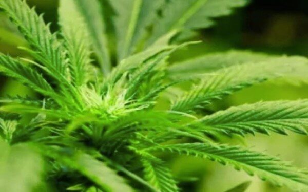 Cannabis spending grew 1.2 per cent in Q2 to $5.7 billion annualized: StatCan，加拿大第二季度大麻消费总额达57亿加元，年增长率为1.2%