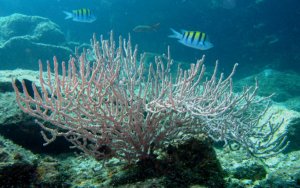 Deep sea robots reveal mineral riches in the abyss-