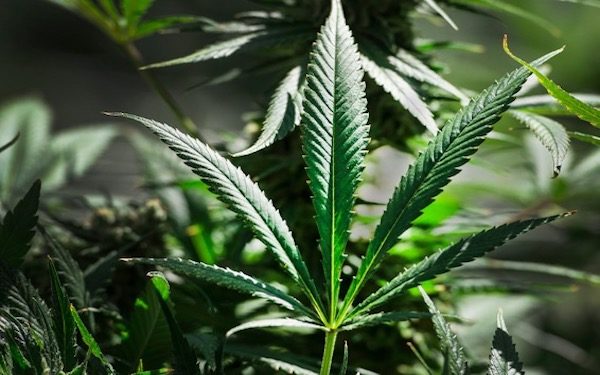 Canadian cannabis ETF passes billion-dollar mark，加拿大大麻ETF总资产突破$10亿