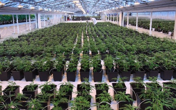 Aphria shares soar on reported talks with Altria for possible equity stake，美国跨国烟草巨头可能收购Aphria的股份