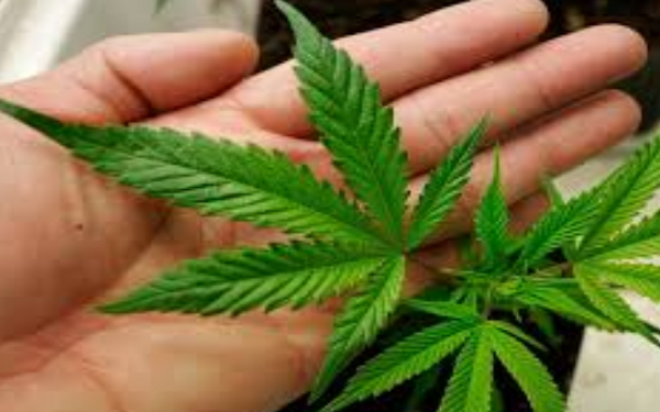 New Jersey Marijuana Legalization Heading to Final Vote by Lawmakers，立法者对新泽西州大麻合法化做最终投票