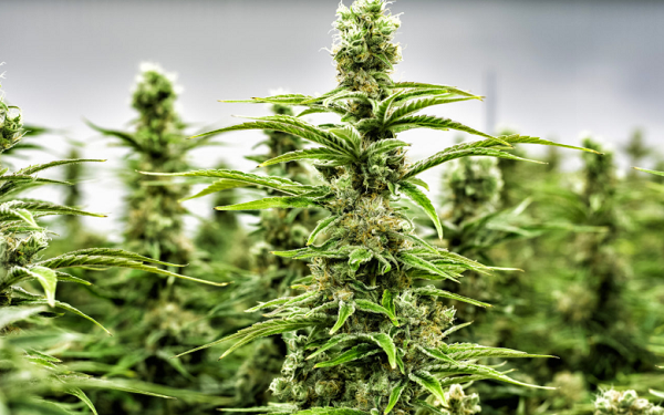 Marijuana's Versatility is Behind the Continued Growth of the Medical Cannabis Market,医疗大麻市场持续增长之因：大麻的多功能特性