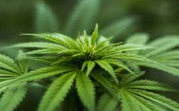 Global Cannabis Market Projected to Grow as the Medical Segment Is Slated to Dominate，医疗大麻将成主流，推动全球大麻市场持续增长