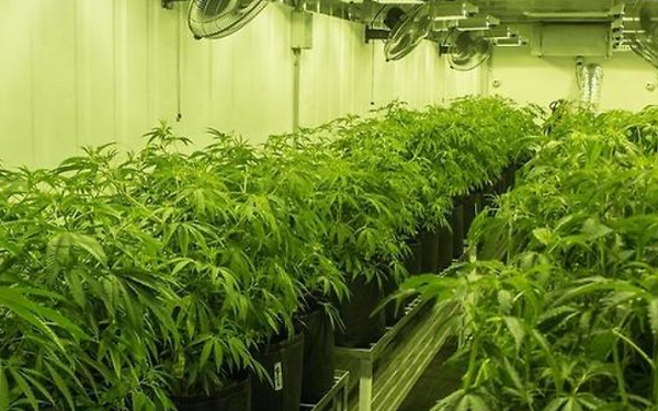 New York Governor Cuomo aims to legalise recreational marijuana use,美国纽约州州长库默推行2019年娱乐大麻合法化