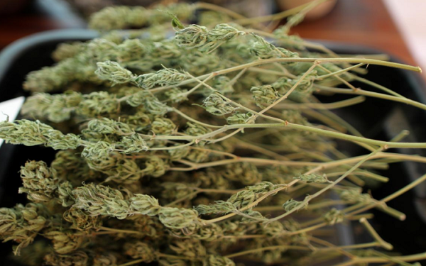 U.S. Farm Bill opens door on hemp; FDA to consider new cannabis policy，特朗普签署工业麻合法化农业法案，FDA着手研究部分工业麻产品的营销政策