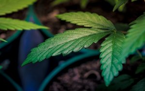Hemp, Cannabis, Marijuana