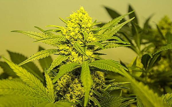 High-Tech Cannabis Campus Planned For New York State,美國Flora設高科技大麻園區