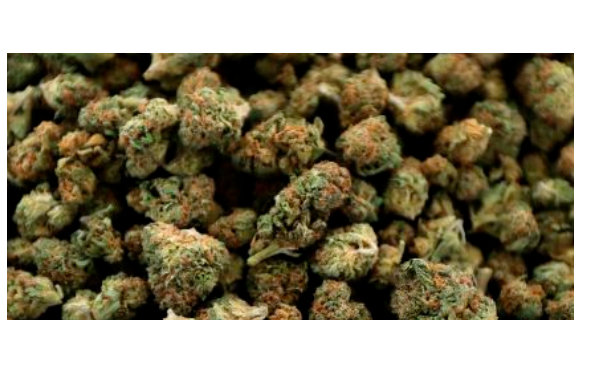 Cannabis today is like tech 20 years ago, says former Yahoo CEO Carol Bartz，前雅虎首席执行官Carol Bartz：今天的大麻行业就像20年前的互联网科技行业