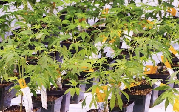 Aurora Cannabis Q2 revenues surge as it captures 20 per cent of Canadian sales，加拿大大麻企业Aurora Cannabis第二季度收入激增